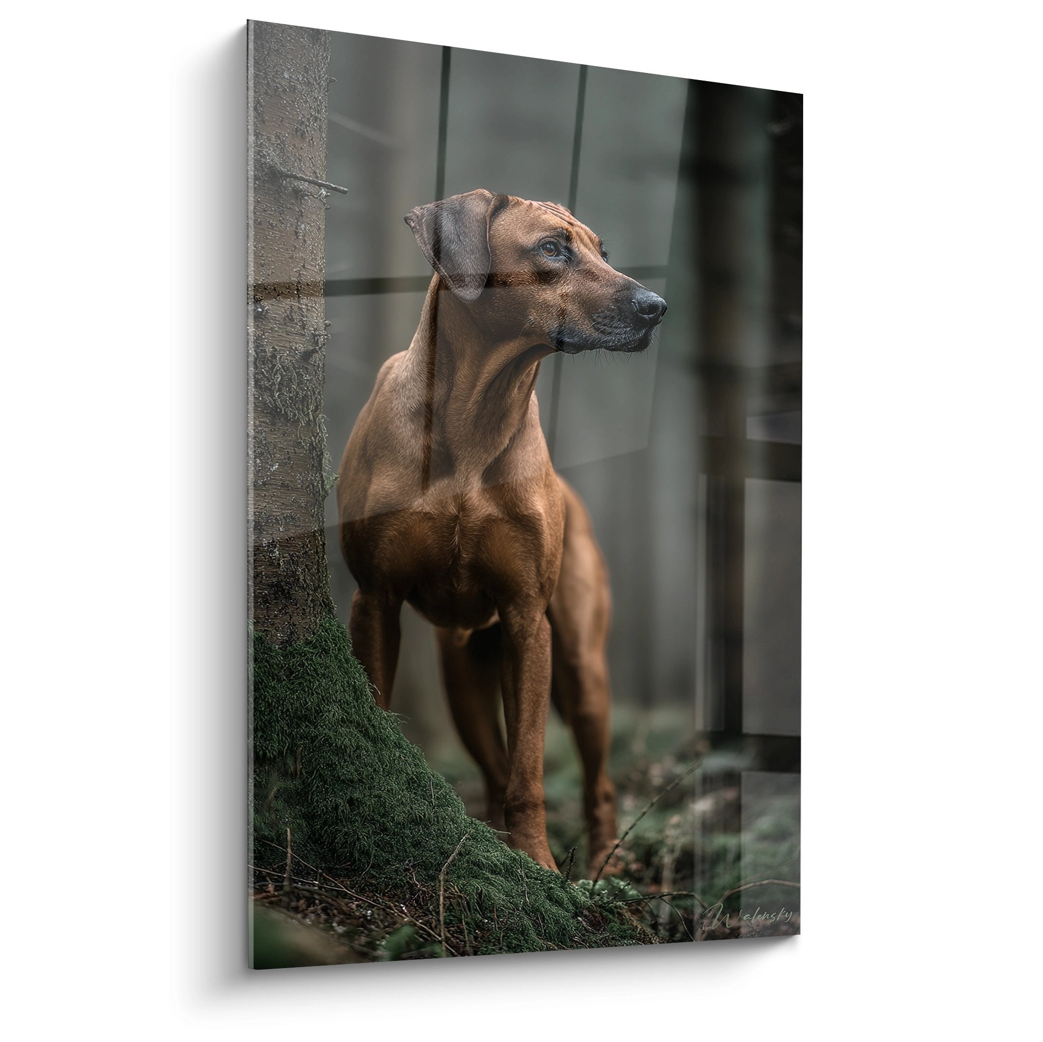 Portrait Rhodesian Ridgeback fauve en posture noble sur tronc moussu, regard majestueux, lumière dorée naturelle
