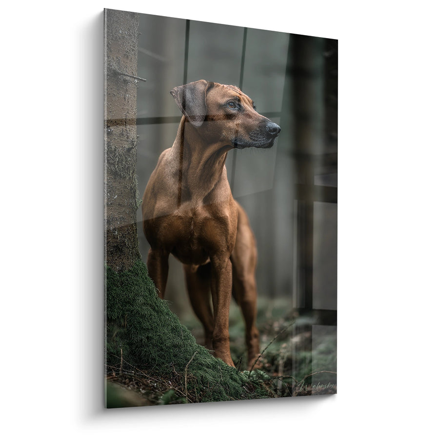 Tableau Chien Fauve en Posture Noble sur Tronc Moussu - Portrait Majestueux - Edition Rhodesian Ridgeback