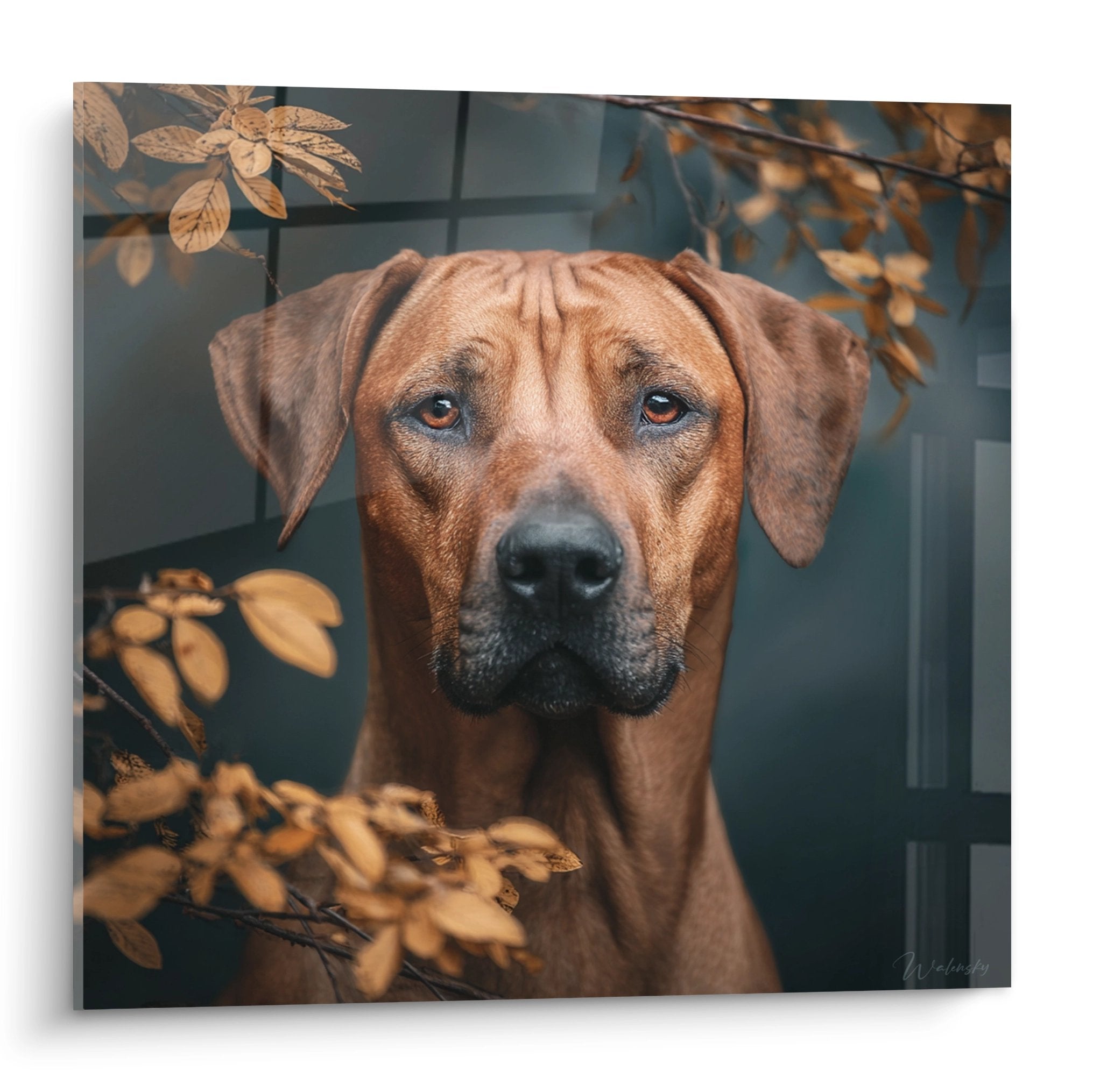 Portrait de Rhodesian Ridgeback aux yeux ambrés entouré de feuillage doré automnal sur tableau mural