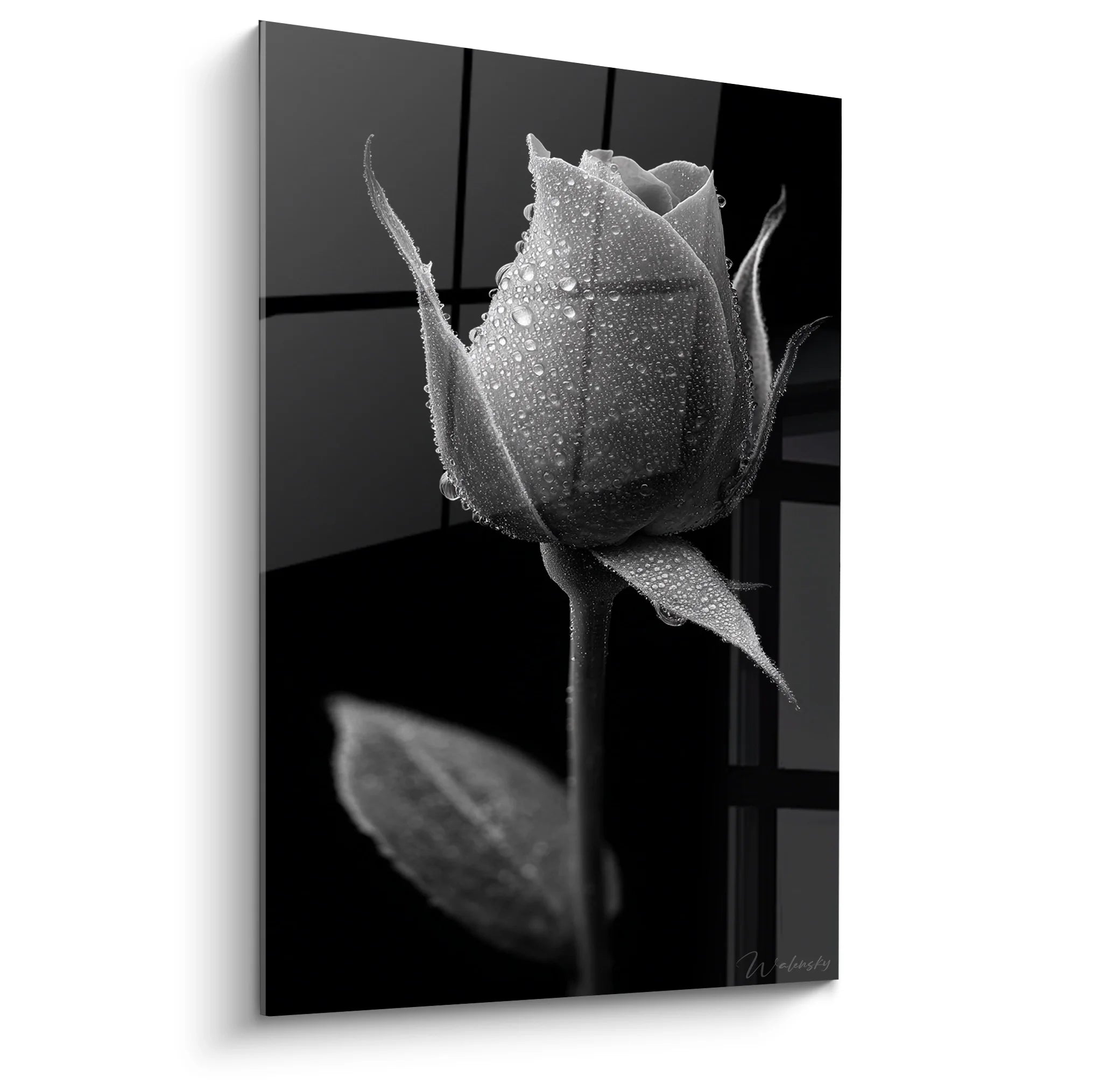 Tableau rose aux gouttes de rosée en noir et blanc pour décoration murale artistique