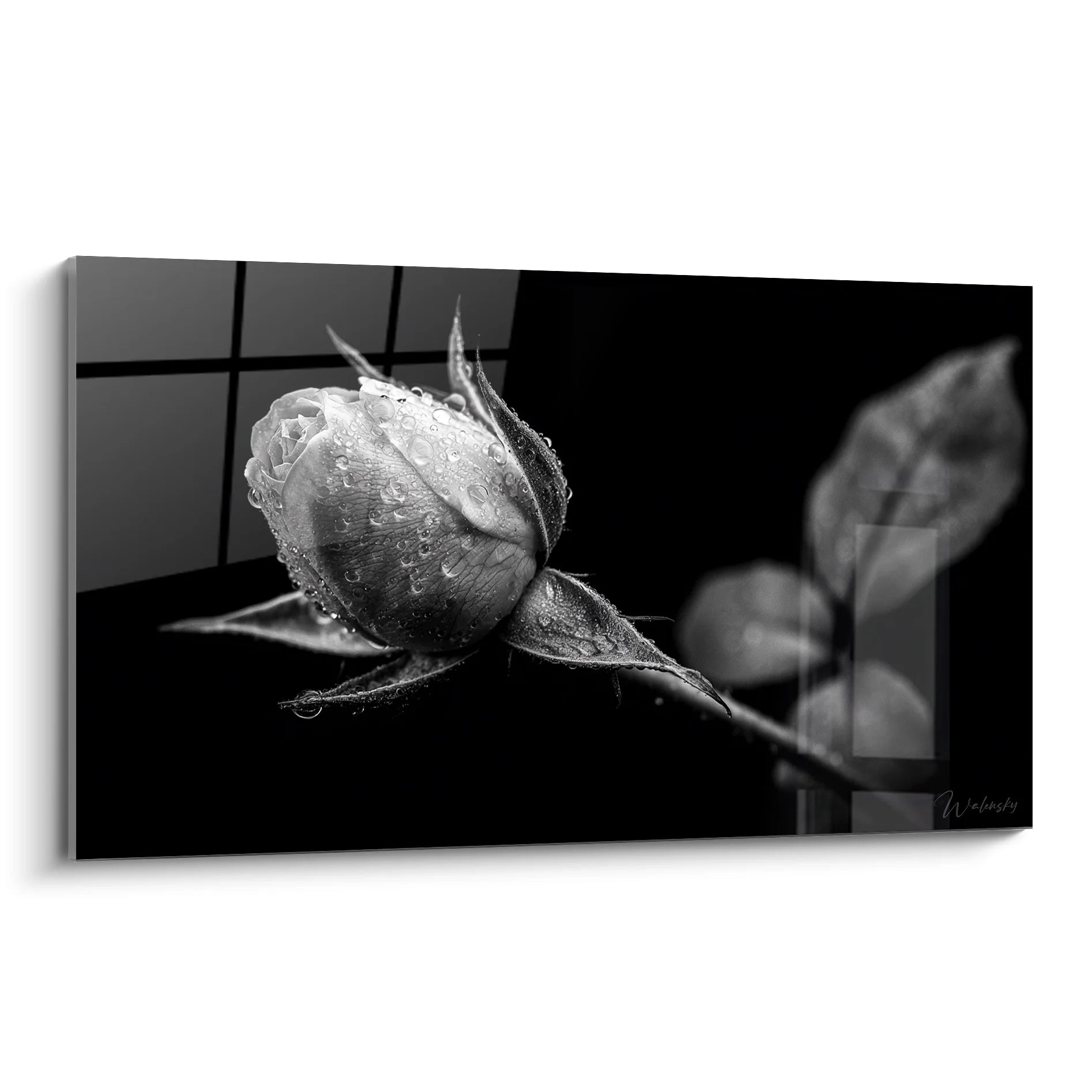 Tableau rose noir et blanc avec gouttes d'eau, photographie artistique florale pour décoration murale
