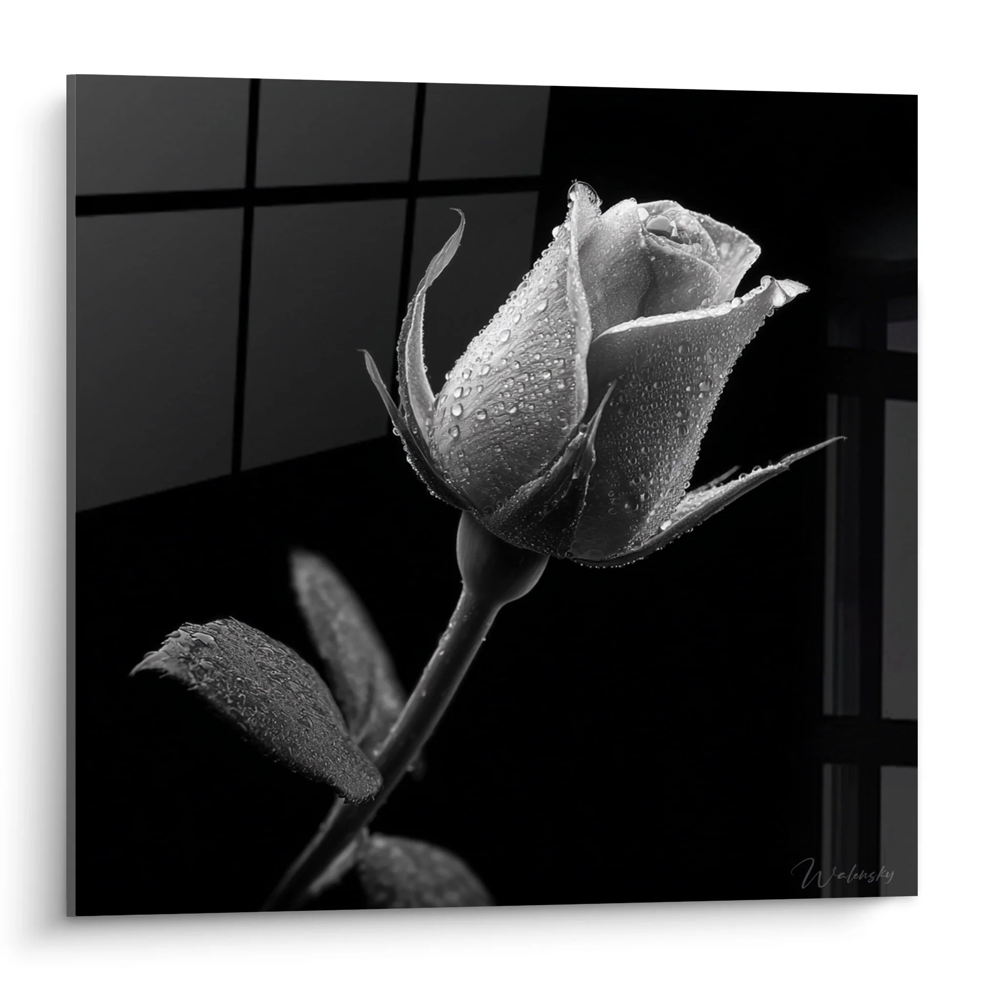 Tableau rose noir et blanc avec gouttelettes de rosée, photographie artistique florale pour décoration murale