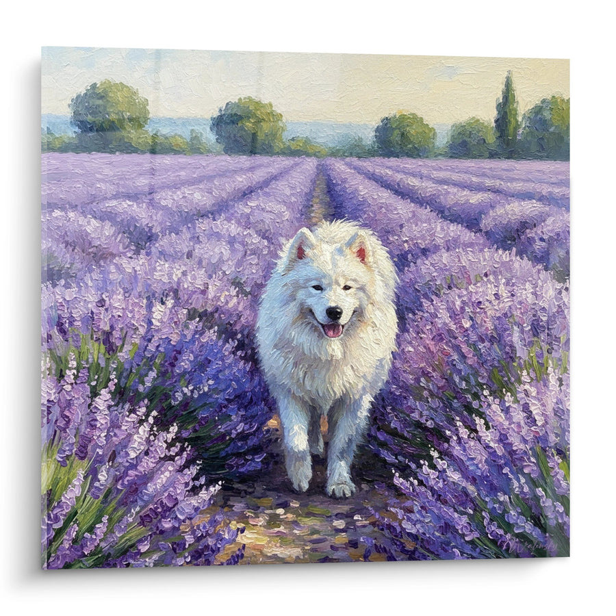 Tableau Samoyède Blanc dans Champ de Lavande Violette - Sérénité Provençale - Edition Samoyède