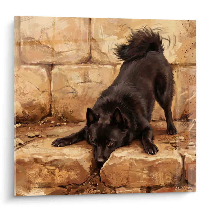 Tableau Schipperke Espiègle en Position d'Étirement sur Muret de Pierre - Spontanéité Canine - Edition Schipperke