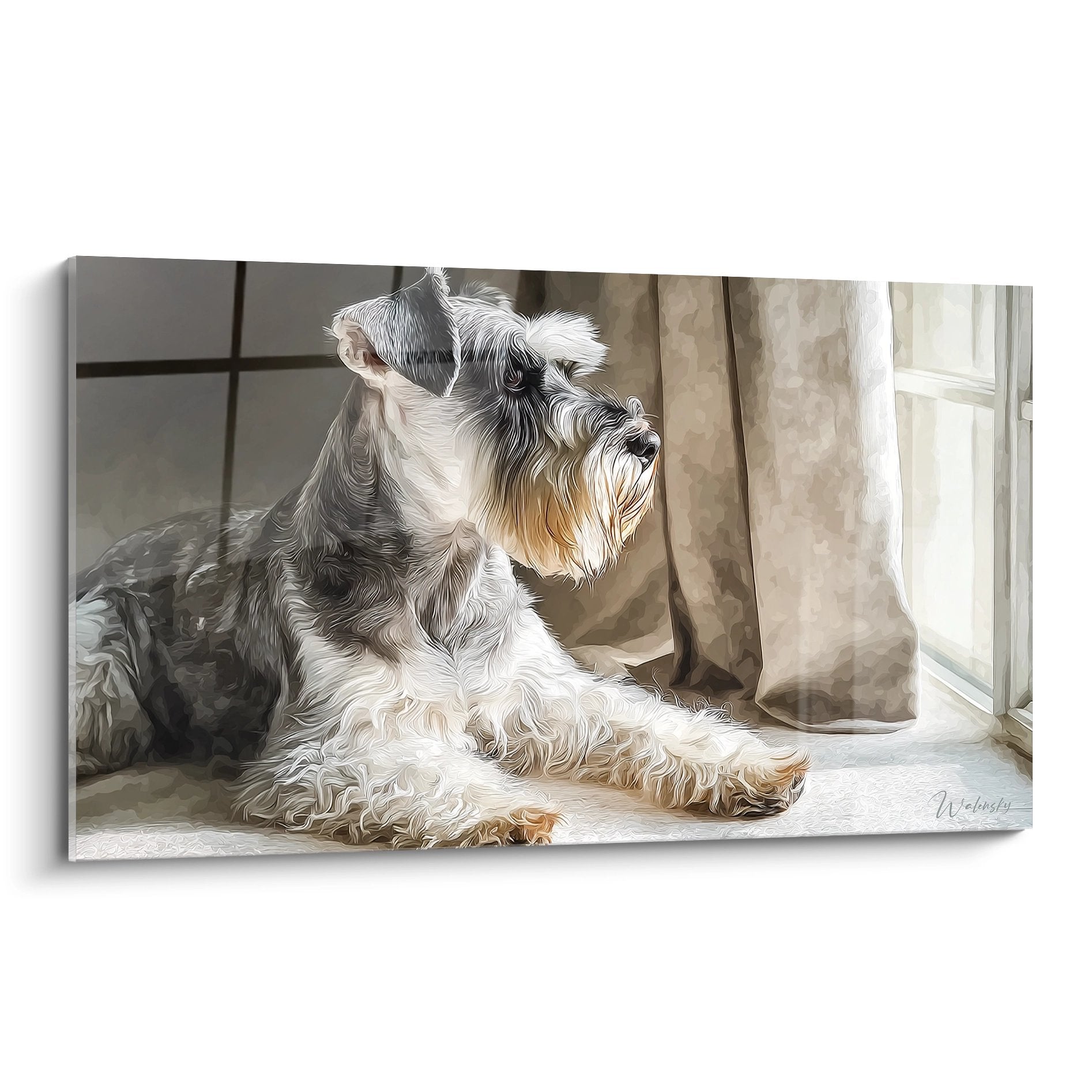 Schnauzer gris et blanc allongé près d'une fenêtre avec rideaux beiges, lumière douce, tableau déco chien