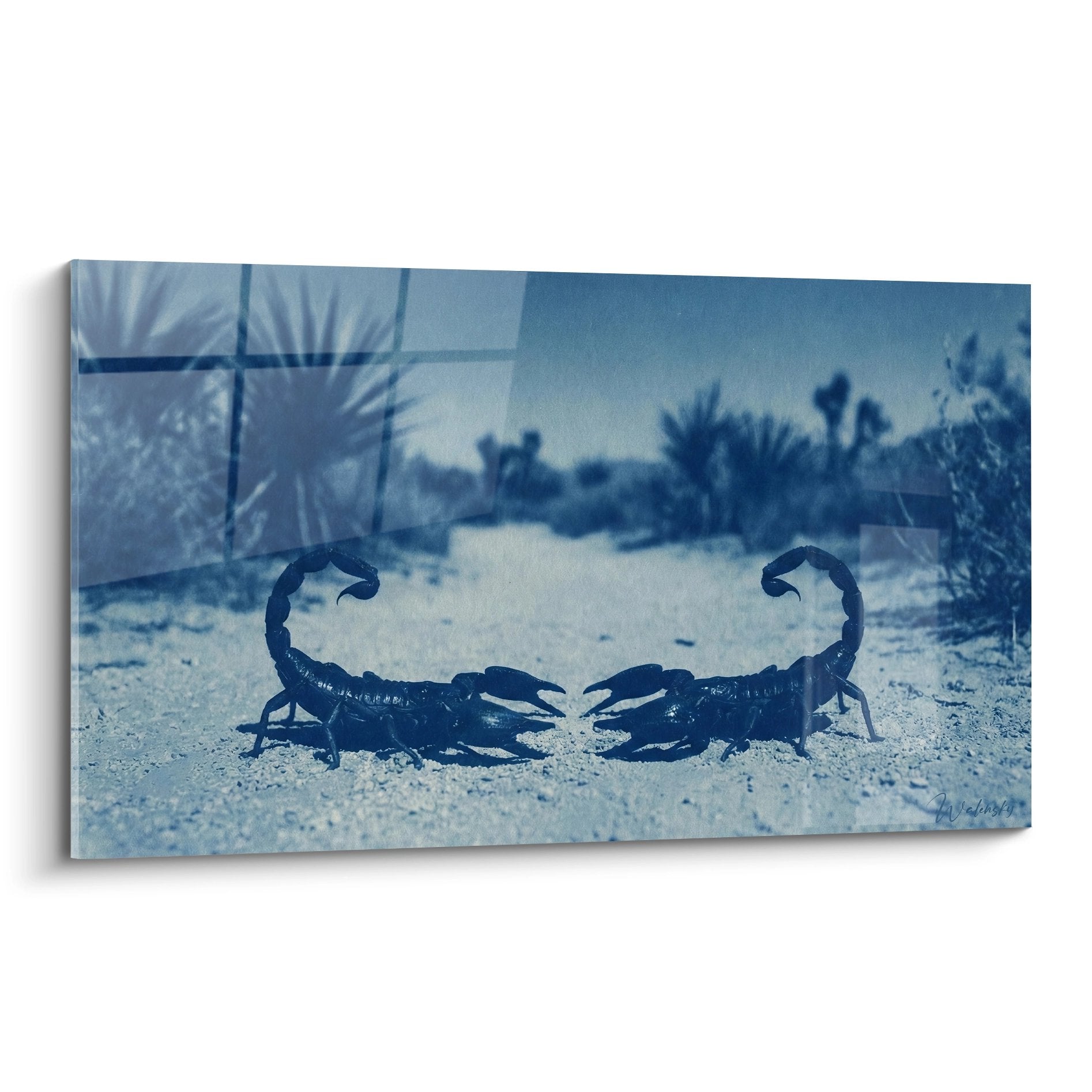 Zwei Skorpione sich in der Wüste mit Blautönen gegenüber, monochromatische künstlerische Fotografie der Konfrontation