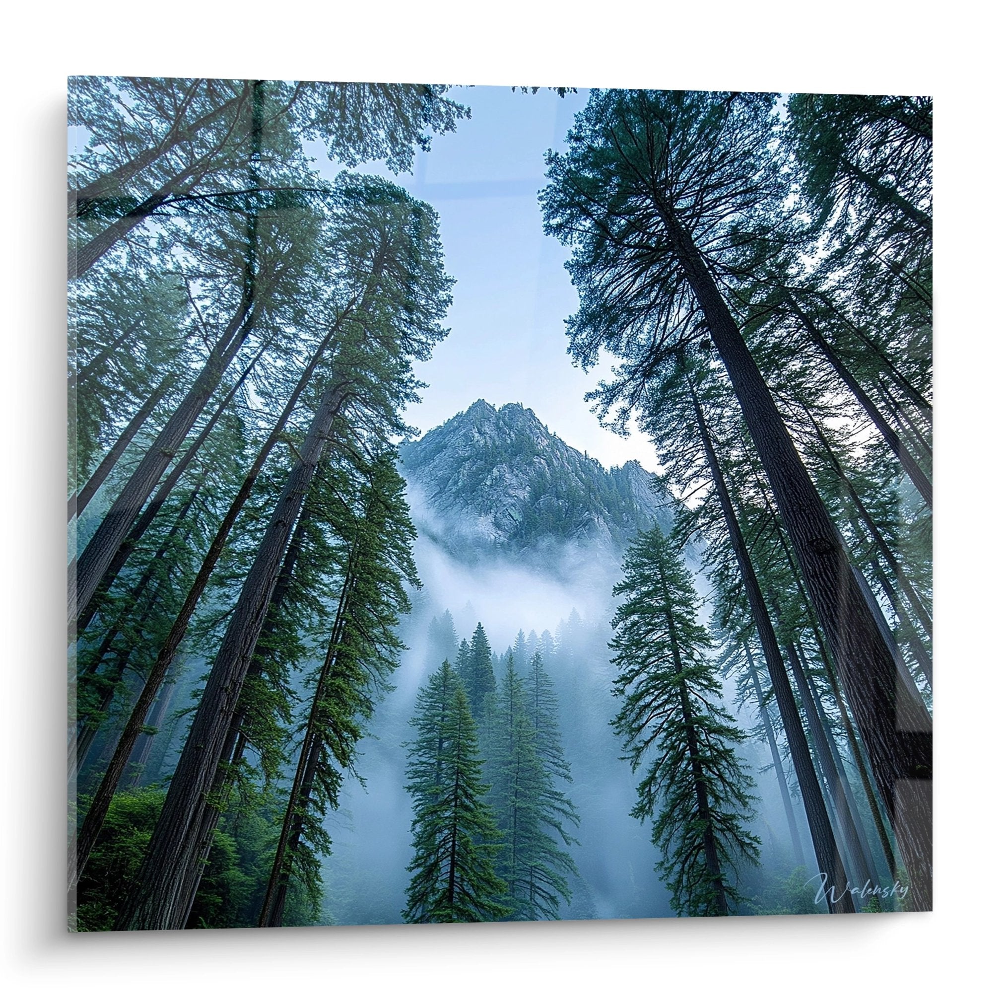 Tableau mural séquoias géants avec montagne brumeuse, perspective verticale forestière