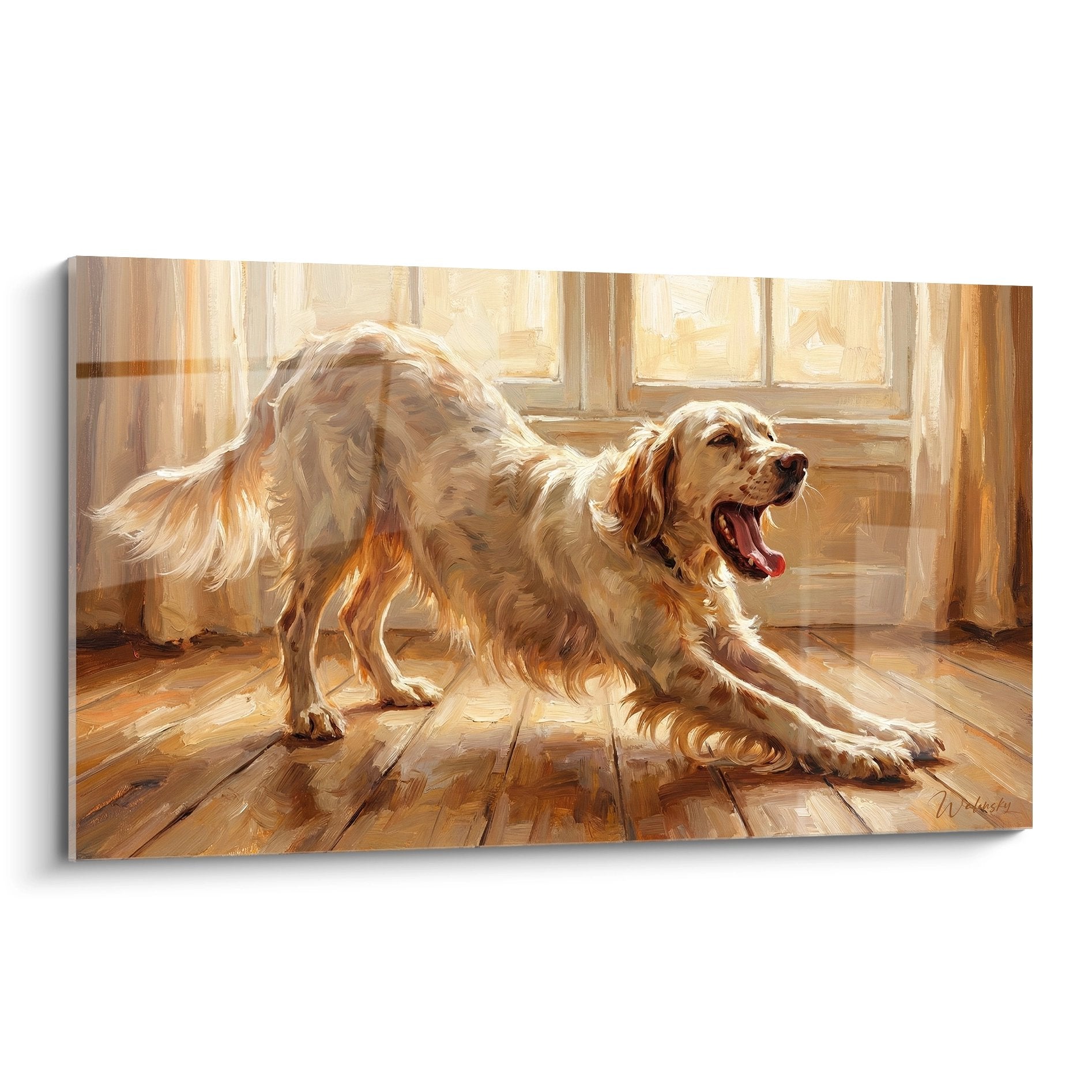 tableau setter anglais s'etirant dans lumiere doree sur parquet avec fenetres arriere-plan chaleureux