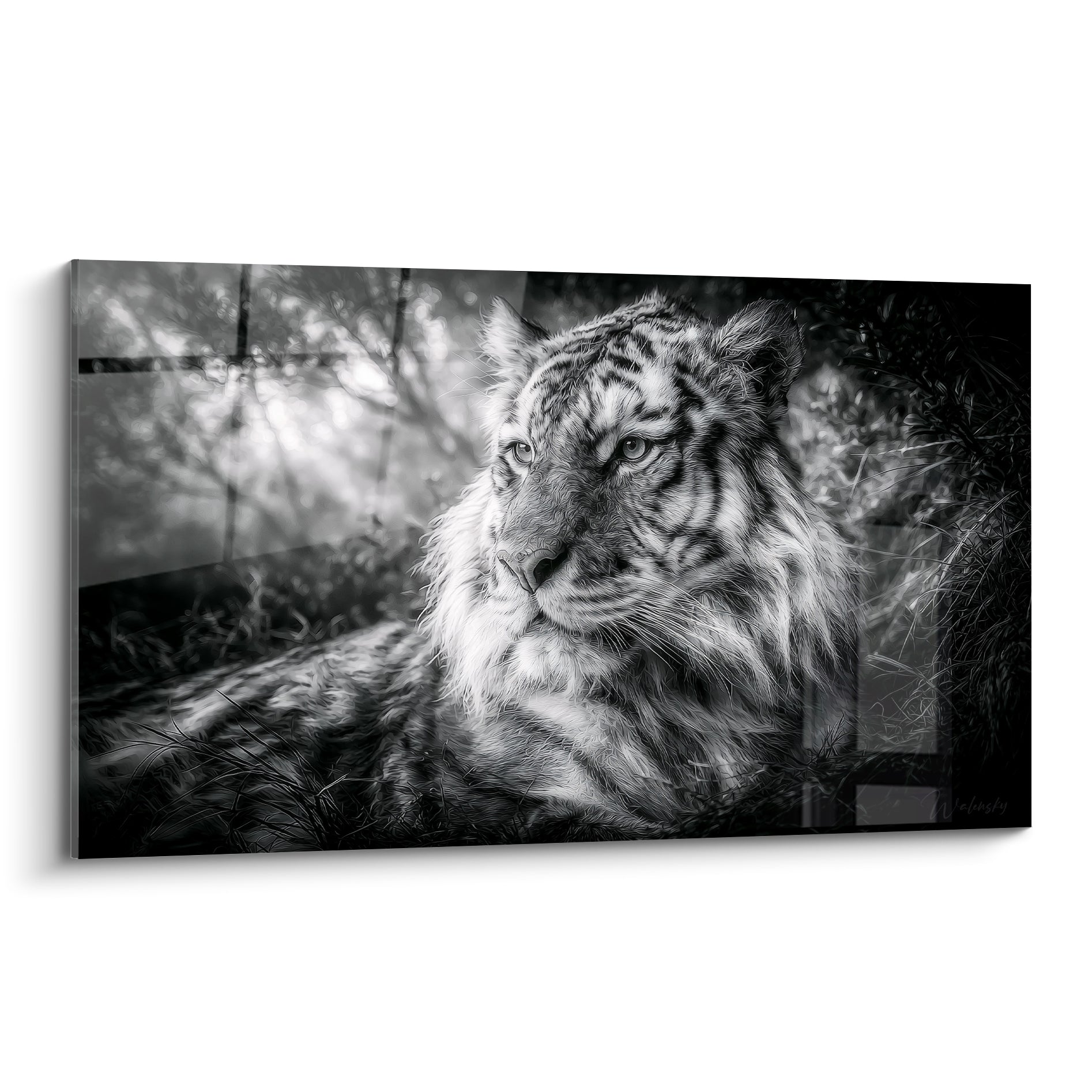 Tigre allongé au regard perçant, pelage noir et blanc, herbes hautes en avant-plan sur fond flou