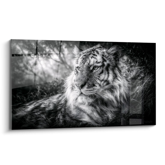 Tigre allongé au regard perçant, pelage noir et blanc, herbes hautes en avant-plan sur fond flou