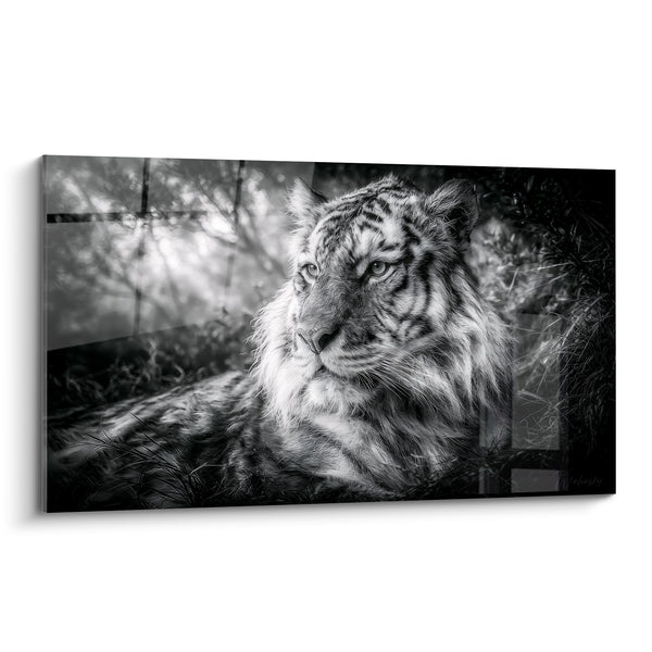Tableau Tigre allongé noir et blanc dans les herbes - Portrait en clair-obscur - Edition Tigre