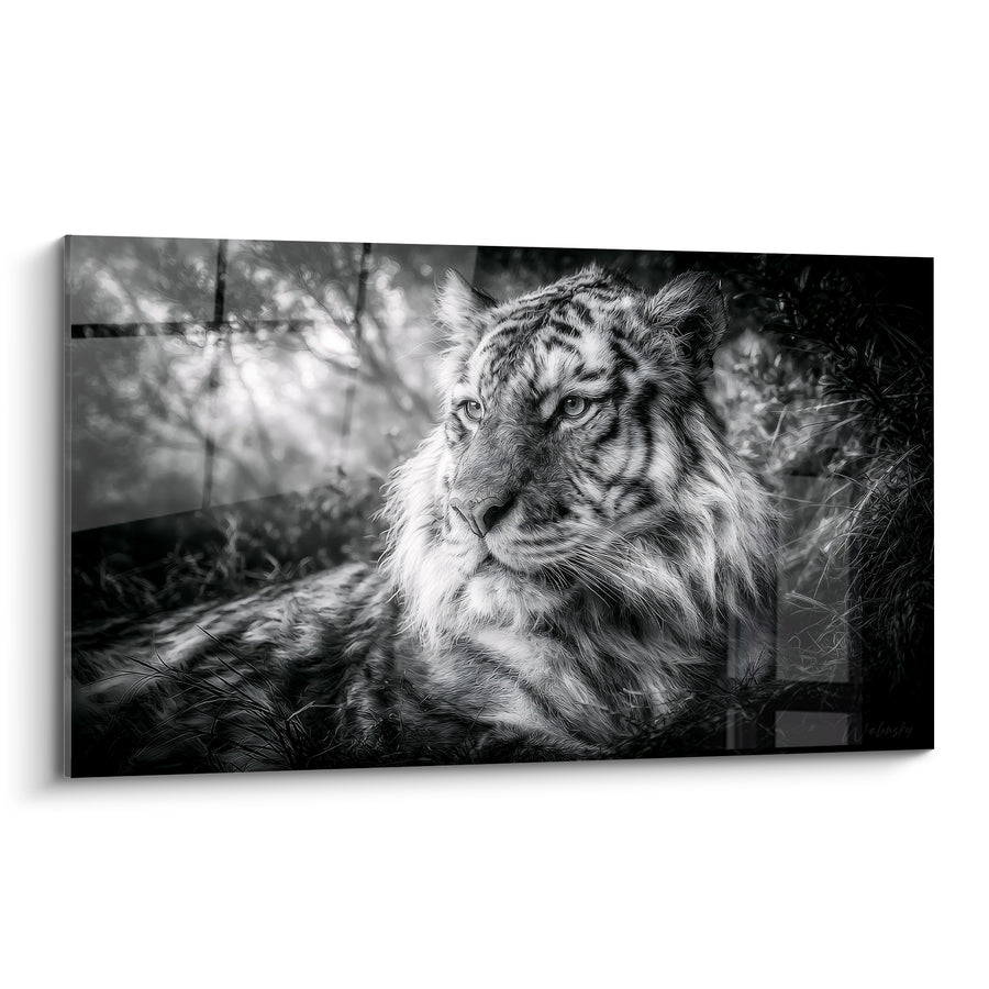 Tableau Tigre allongé noir et blanc dans les herbes - Portrait en clair-obscur - Edition Tigre