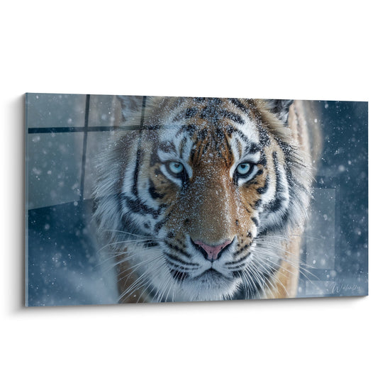 Tiger-Portraitbild mit blauen Augen im Schnee - Majestätischer Blick - Tiger-Edition
