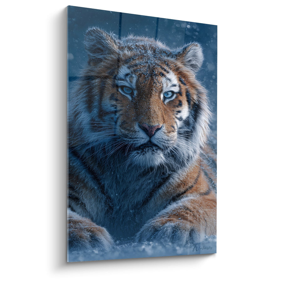 Tableau Tigre aux Yeux Bleus sous la Neige - Regard Perçant dans l'Hiver - Edition Tigre