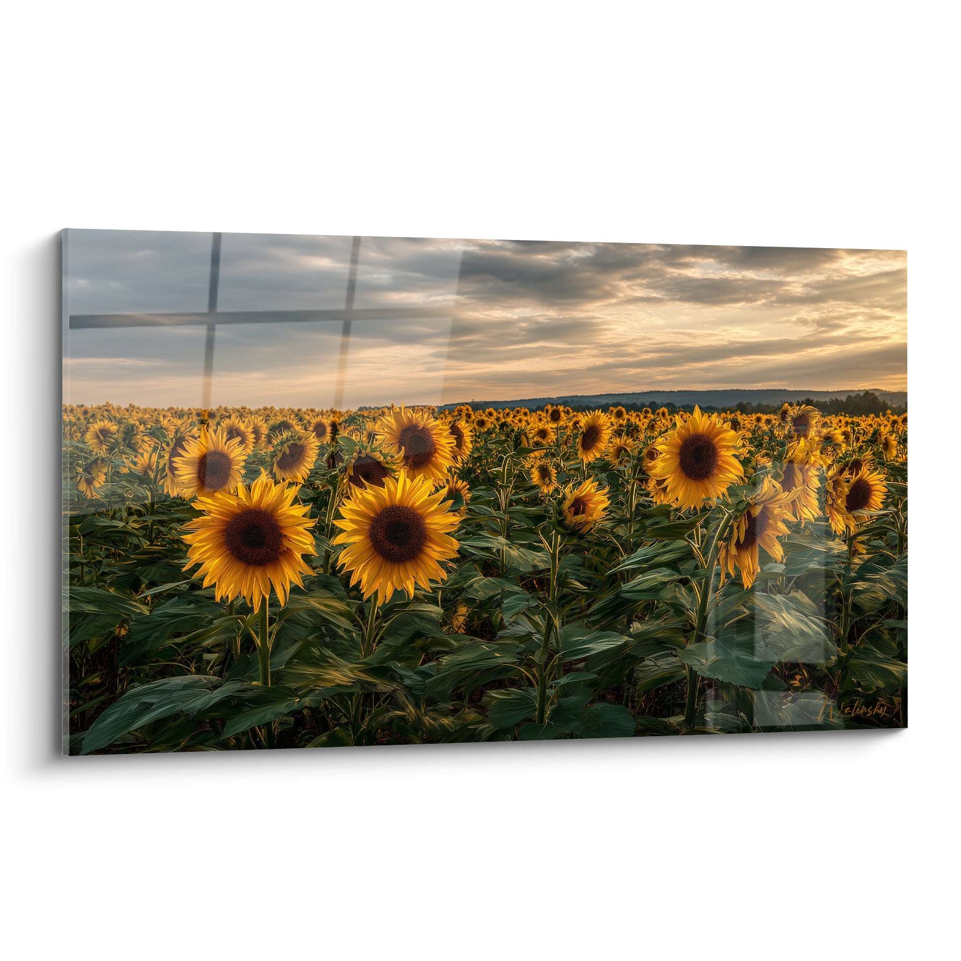 Tournesol jaune vif et vert olive dans un champ sous un ciel nuageux au coucher du soleil