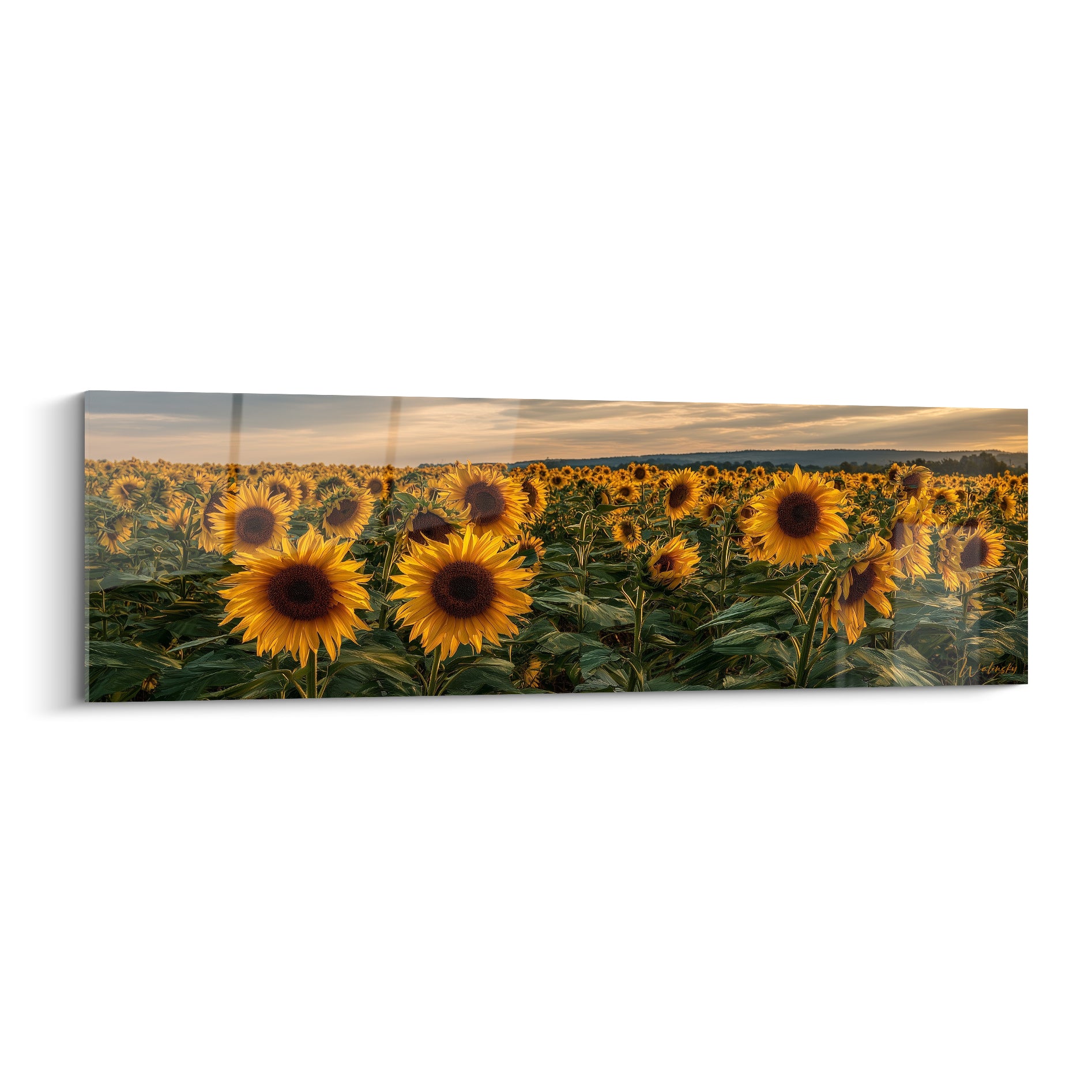 Tournesols jaune et vert baignés de lumière dorée dans un champ au coucher du soleil