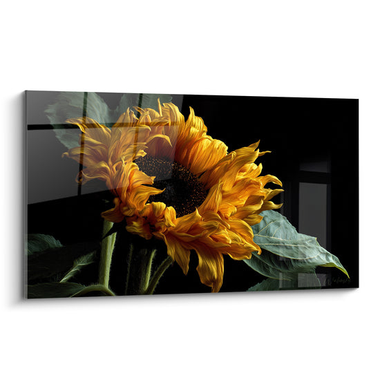 Tournesol doré aux pétales ondulés se déploie sur un fond noir intense et dramatique
