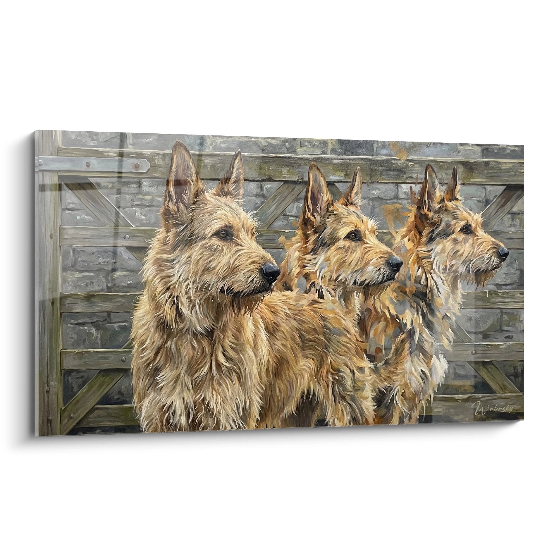 Tableau trois bergers picards pelage dore alignes barriere bois rustique portrait canin