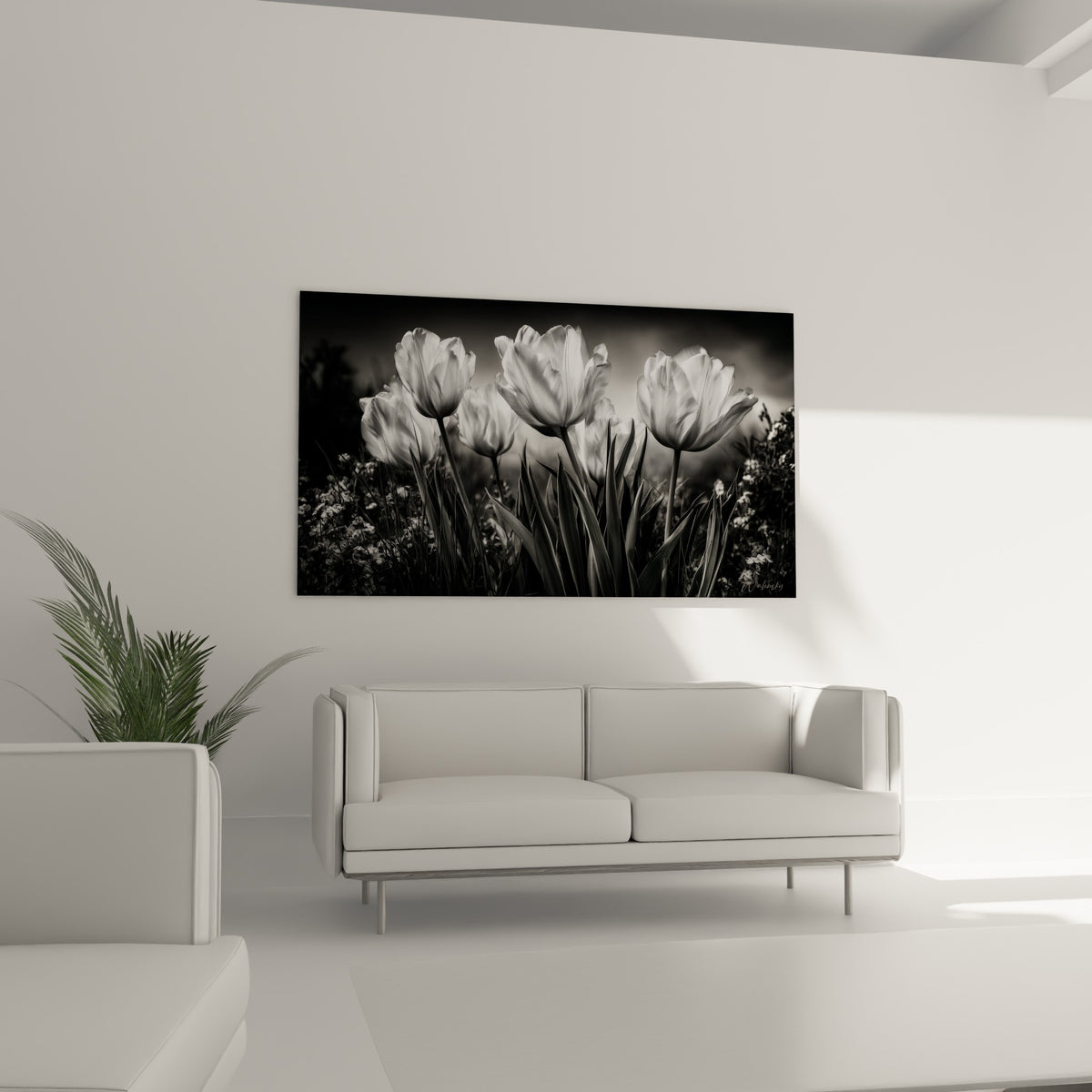 Pétales de tulipe illuminés en noir et blanc, tiges vert sombre, au-dessus d'un canapé dans un salon lumineux