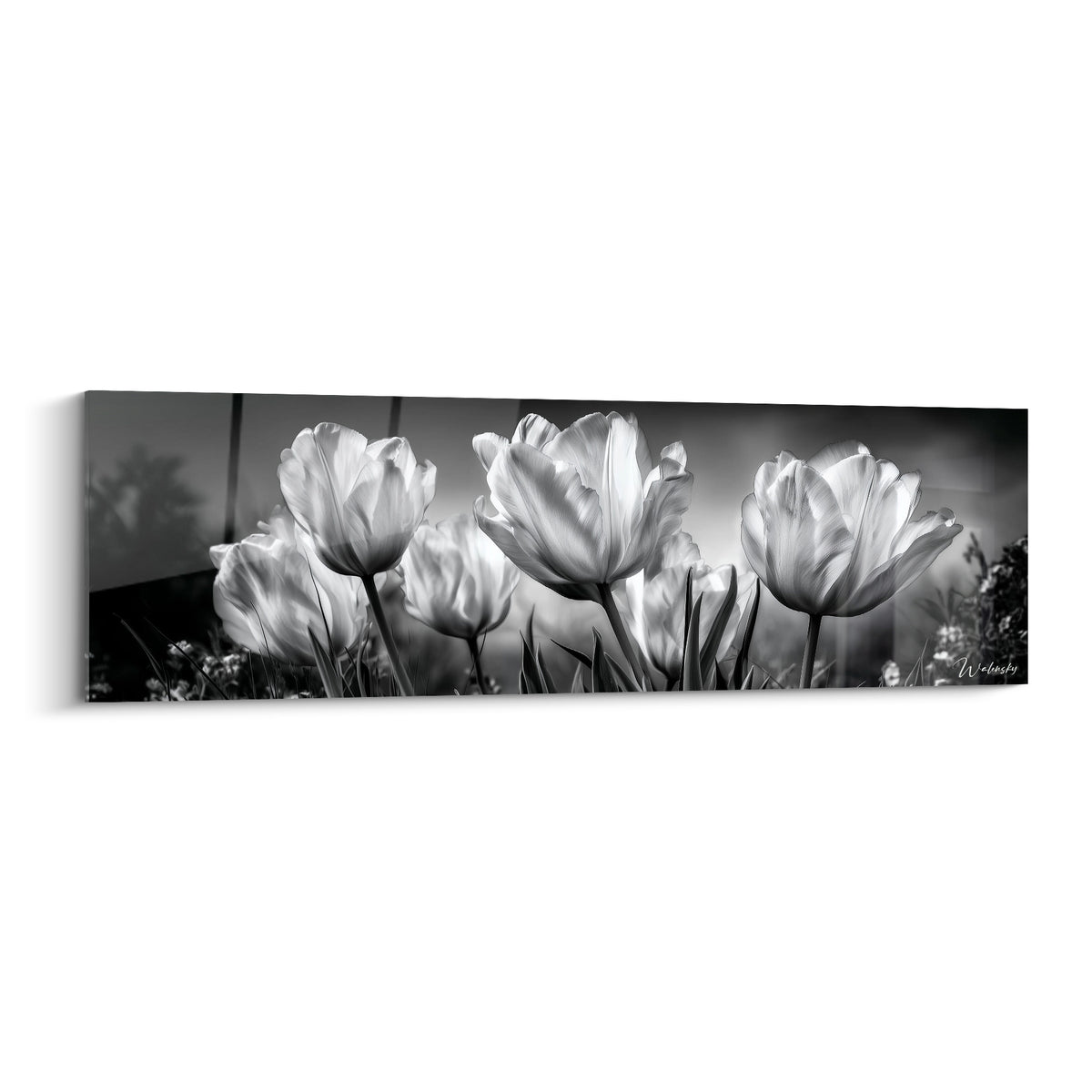 Tulipes blanches aux pétales translucides se déploient sur fond gris fumé, en clair-obscur photographique.