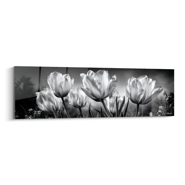 Tableau Tulipes blanches et grises rétroéclairées panoramique - Rangée de tiges fines - Edition Tulipe