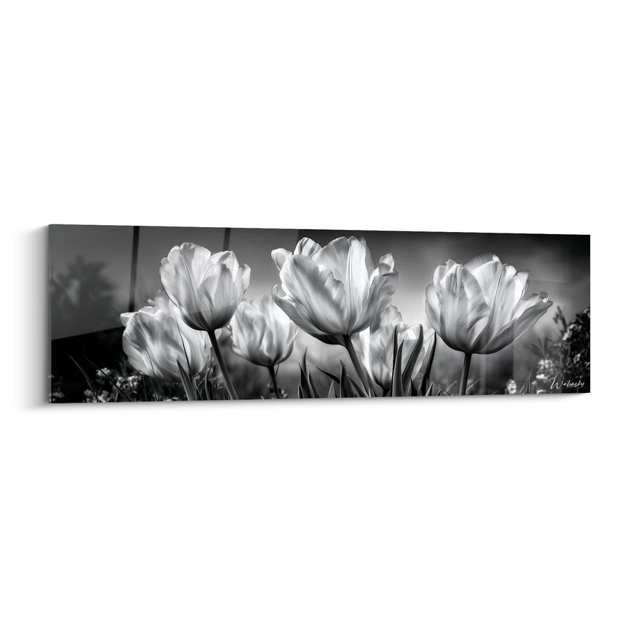 Tableau Tulipes blanches et grises rétroéclairées panoramique - Rangée de tiges fines - Edition Tulipe