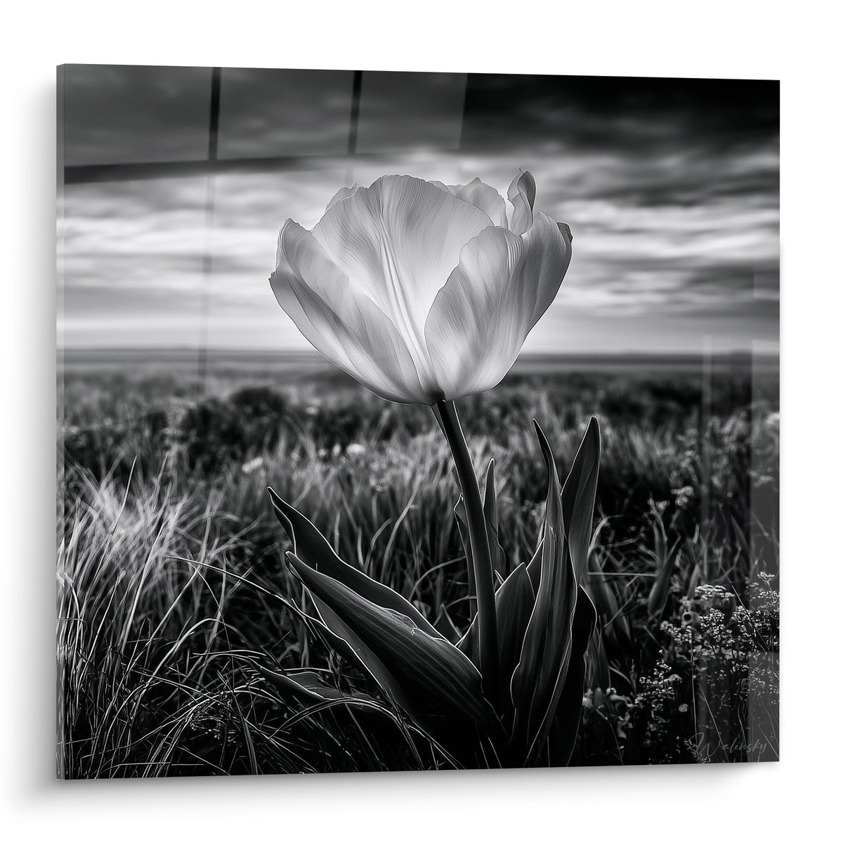 Tulipe blanche aux pétales lumineux se dresse sous un ciel gris orageux et dramatique