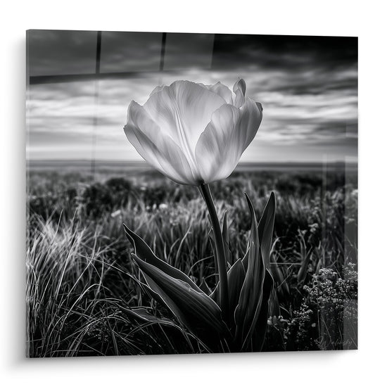 Tulipe blanche aux pétales lumineux se dresse sous un ciel gris orageux et dramatique