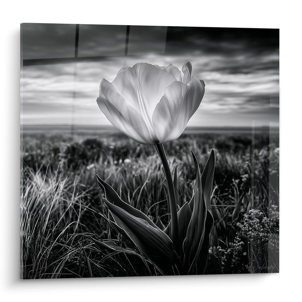 Tableau Tulipe blanche aux nuages gris orageux - Éclaircie sur la prairie - Edition Tulipe