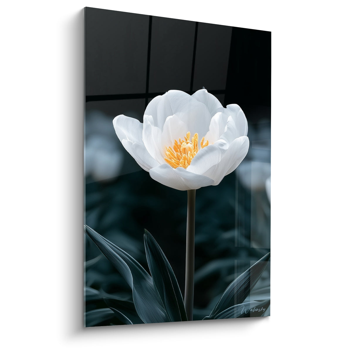 Tulipe blanche aux pétales veloutés et cœur doré se détachant sur fond anthracite sombre