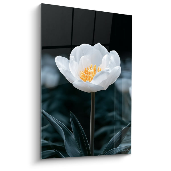 Tableau Tulipe blanche et noire aux étamines dorées - Feuillage nocturne flouté - Edition Tulipe