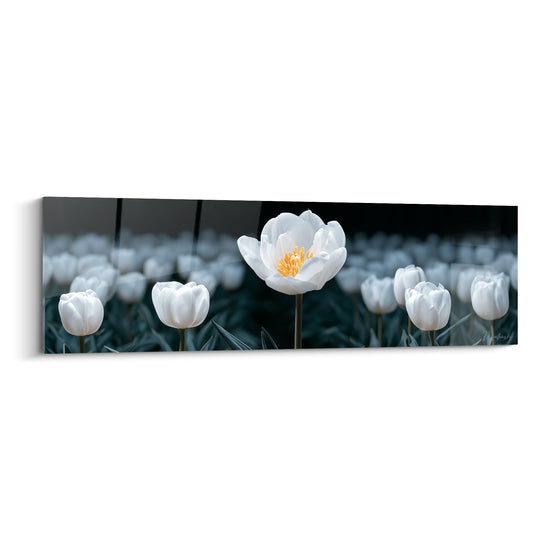 Tulipe blanche au cœur doré se dresse, nette, sur un fond anthracite flouté d'autres fleurs