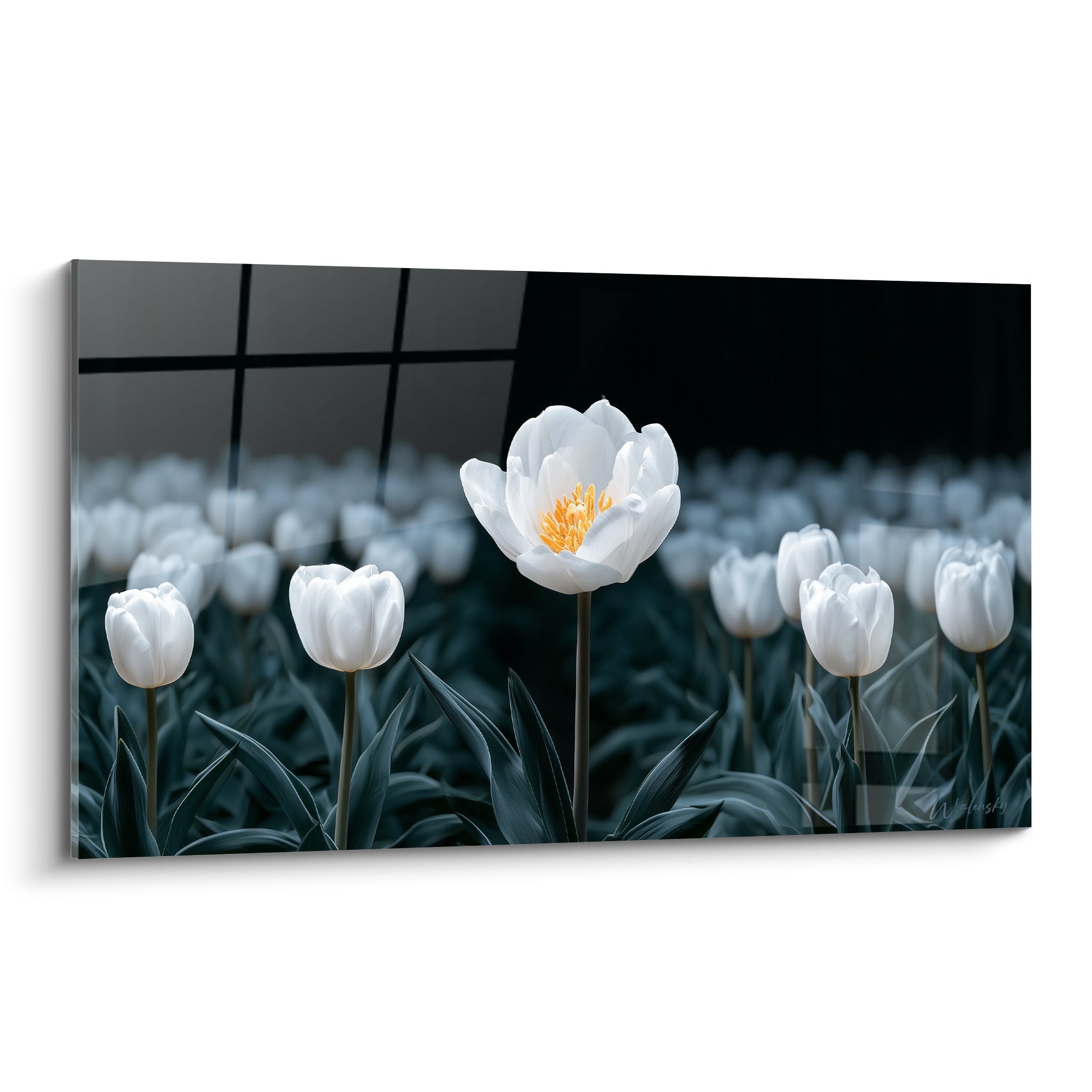 Tulipe blanche épanouie au cœur doré se dresse devant un champ anthracite flouté