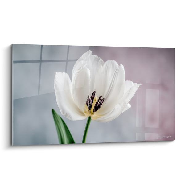 Cuadro Tulipán blanco con estambres negros aterciopelados - Ventana con celosía de fondo - Edición Tulipán