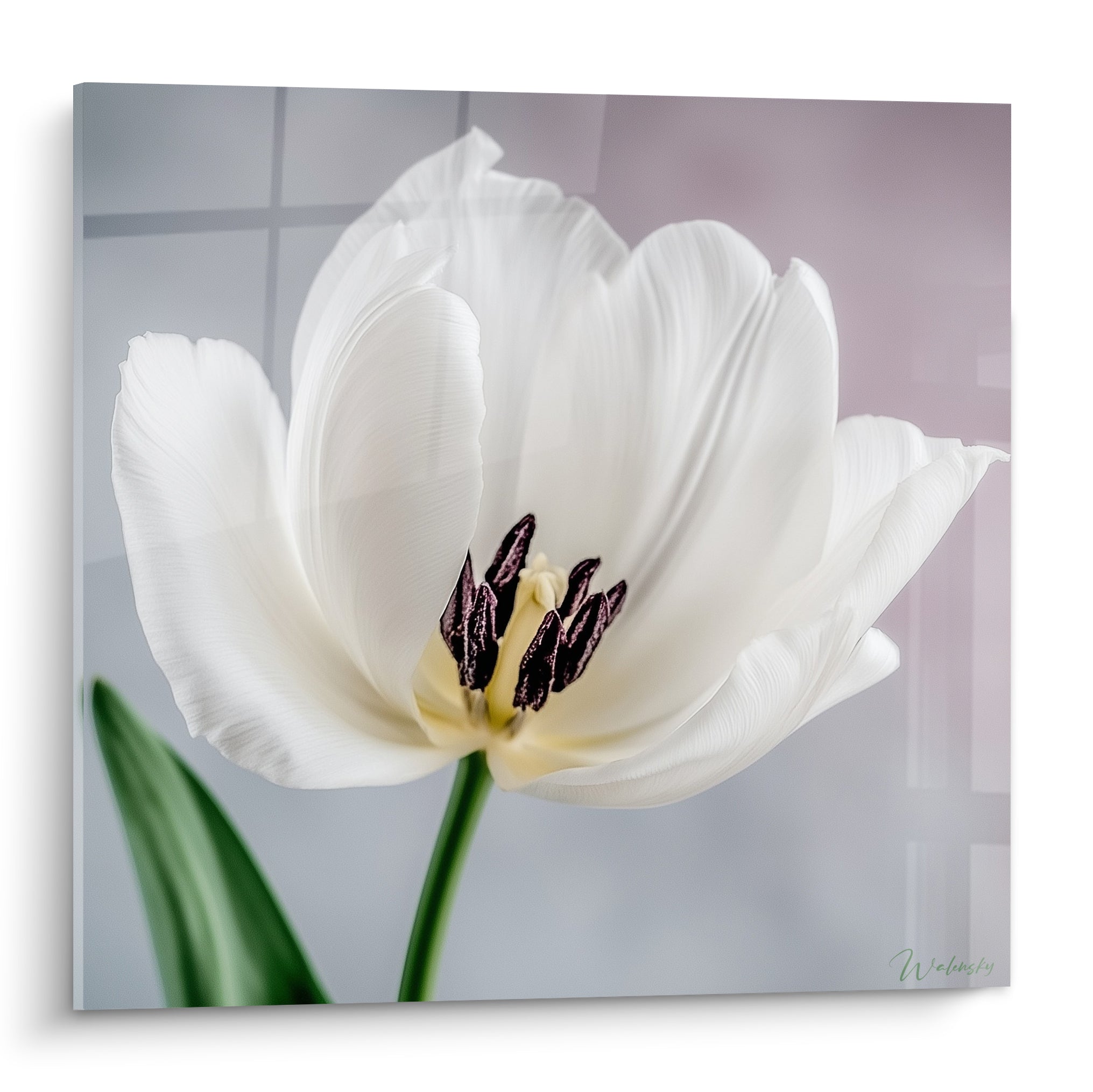 Tulipe blanche aux étamines pourpres, pétales largement ouverts sur fond gris perle