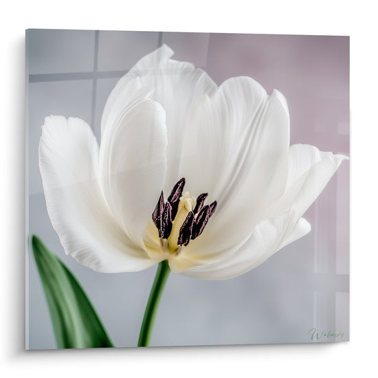 Tulipe blanche aux étamines pourpres, pétales largement ouverts sur fond gris perle