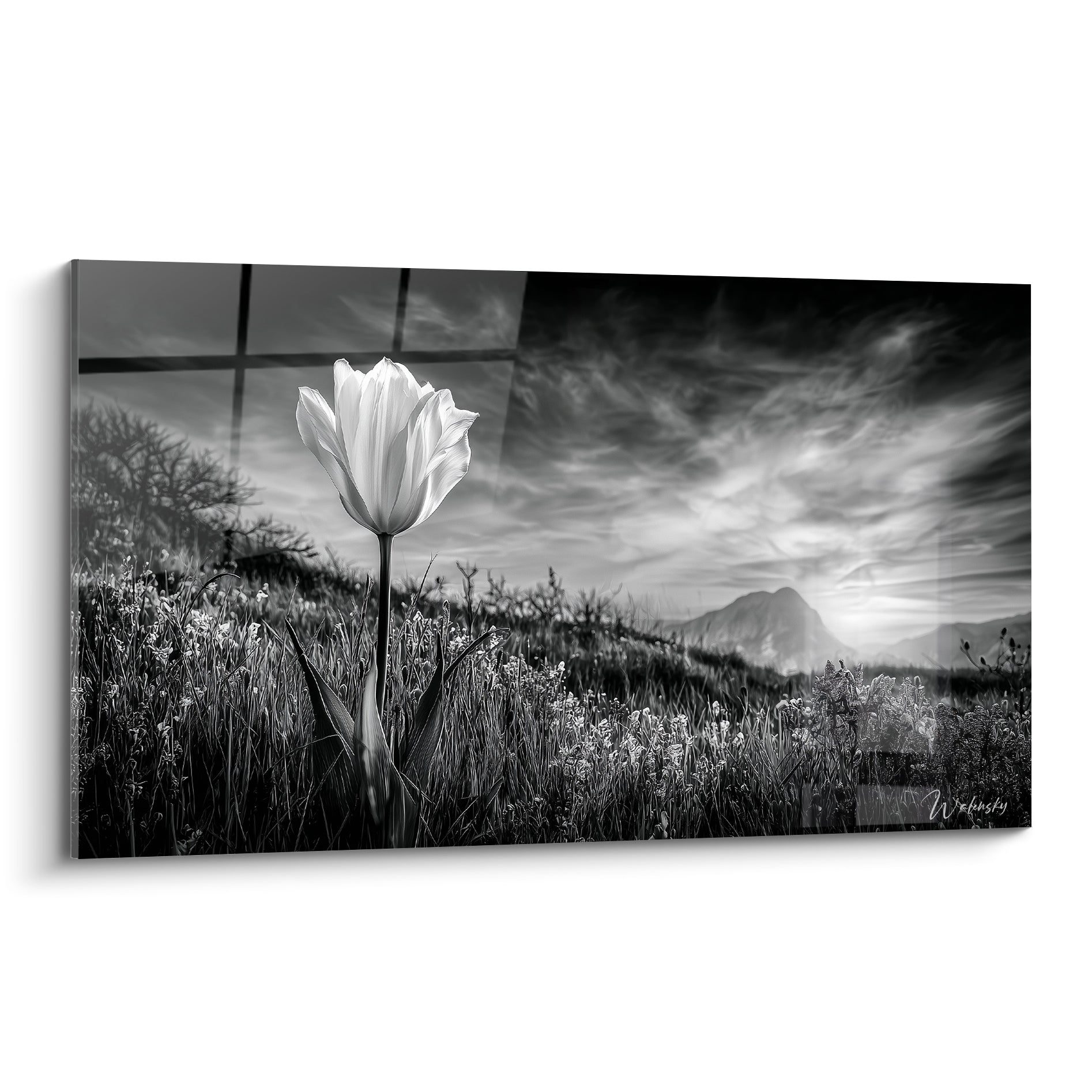 Tulipe blanche solitaire aux pétales éclatants devant un ciel anthracite et des montagnes grises