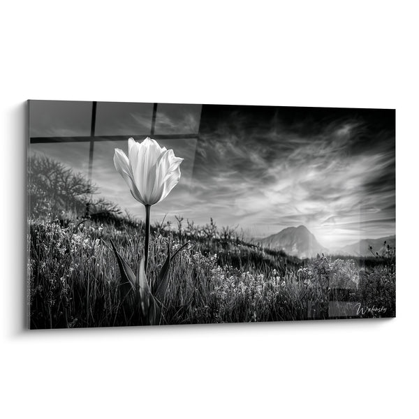 Tableau Tulipe blanche solitaire face aux montagnes - Instant de grâce - Edition Tulipe