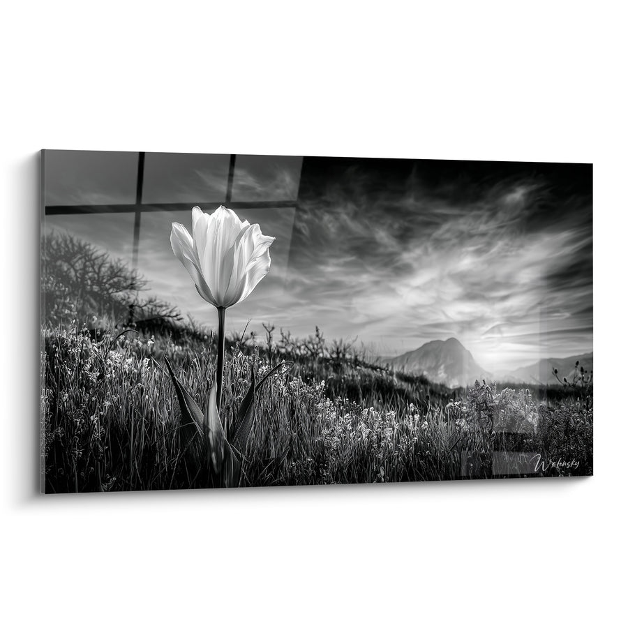 Tableau Tulipe blanche solitaire face aux montagnes - Instant de grâce - Edition Tulipe
