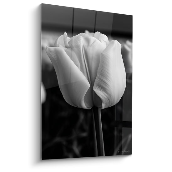 Tableau Tulipe blanche et noire aux pétales veloutés - Portrait floral monochrome - Edition Tulipe