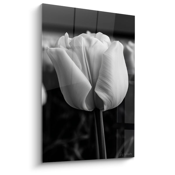 Gemälde Weiße und Schwarze Tulpe mit Samtblüten - Monochromes Blumenporträt - Tulpen-Edition