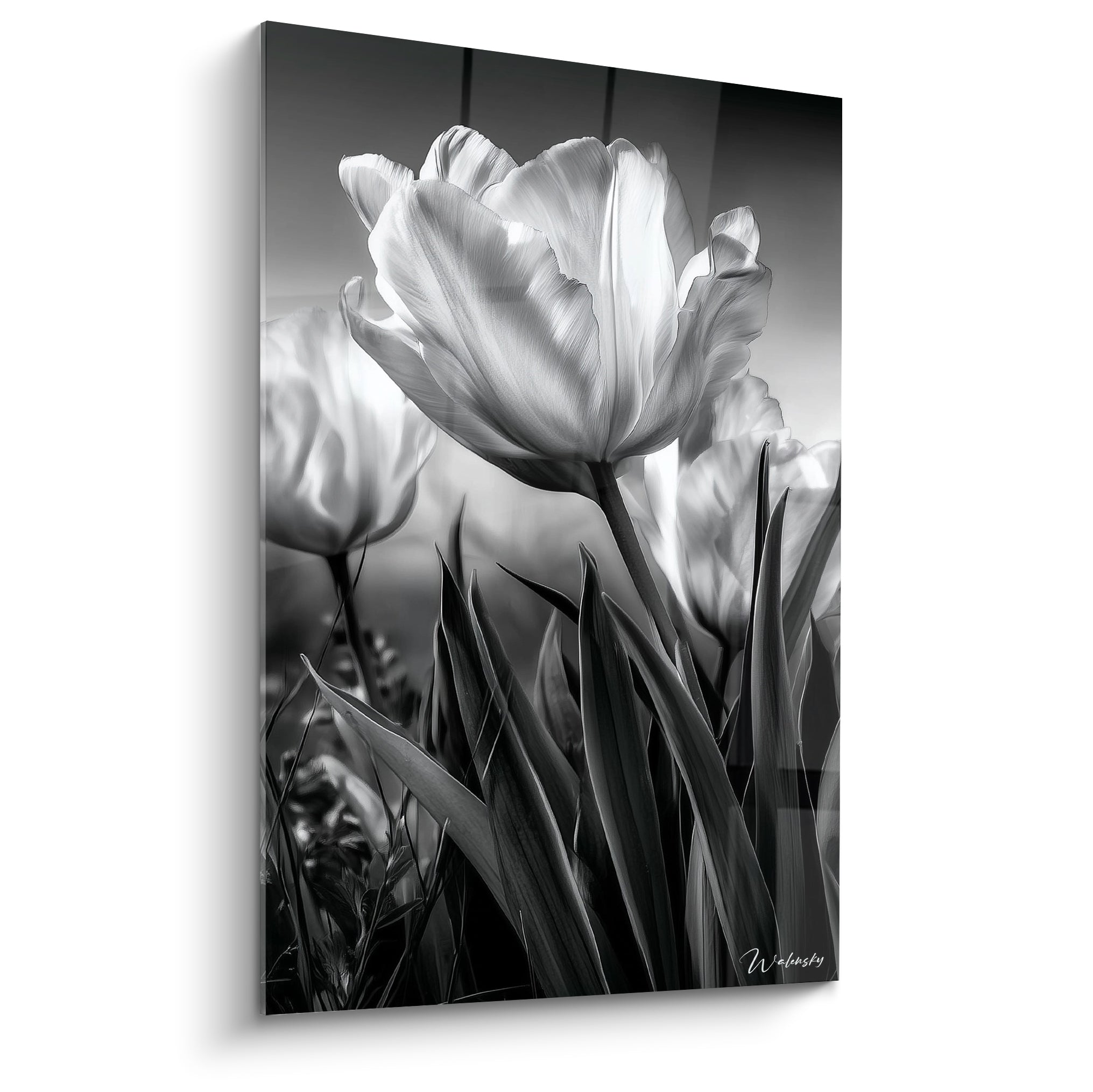 Tulipe blanche aux pétales largement ouverts, contrastant avec un fond gris anthracite et des feuilles noires