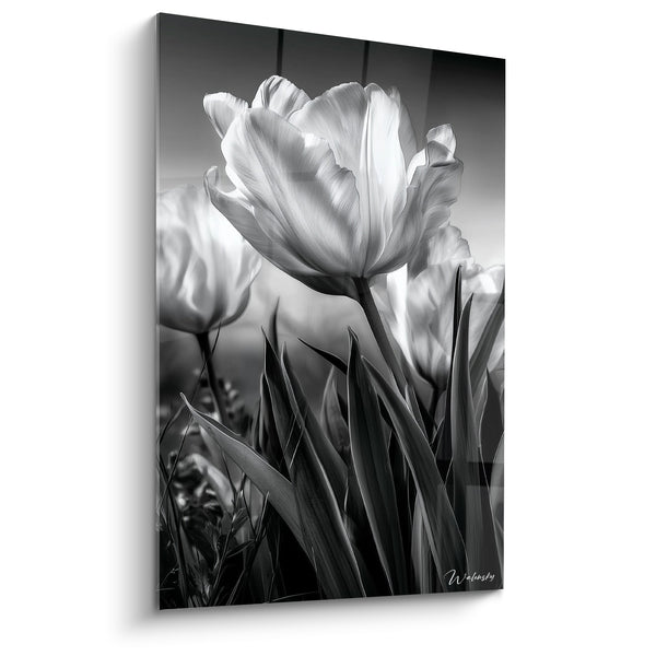 Tableau Tulipe blanche et grise en pleine floraison - Floraison silencieuse - Edition Tulipe