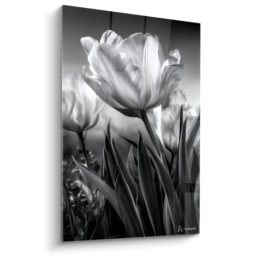 Tableau Tulipe blanche et grise en pleine floraison - Floraison silencieuse - Edition Tulipe