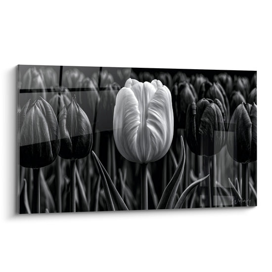 Tulipe blanche éclatante entourée de fleurs noires striées dans une composition photographique contrastée