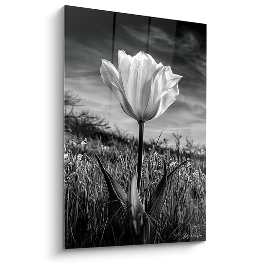 Tulipe blanche solitaire aux pétales ouverts sur fond de ciel anthracite dramatique et champ d'herbes