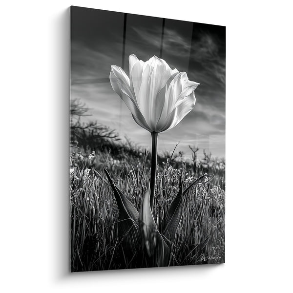 Tableau Tulipe blanche et noire dans les hautes herbes - Ciel nuageux dramatique - Edition Tulipe