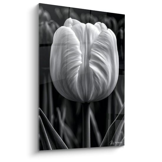 Tulipe blanche aux pétales veloutés se dresse sur fond noir anthracite profond, photographie contrastée