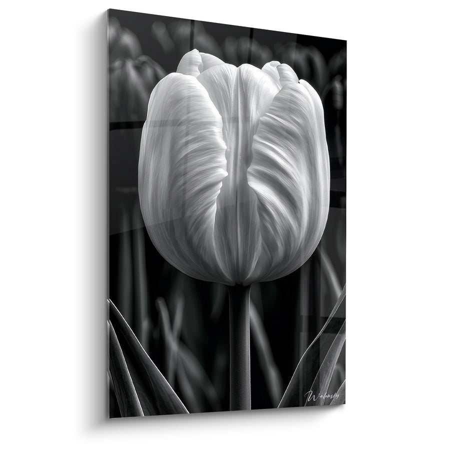 Tableau Tulipe blanche et noire aux pétales veinés - Champ flou en arrière-plan - Edition Tulipe