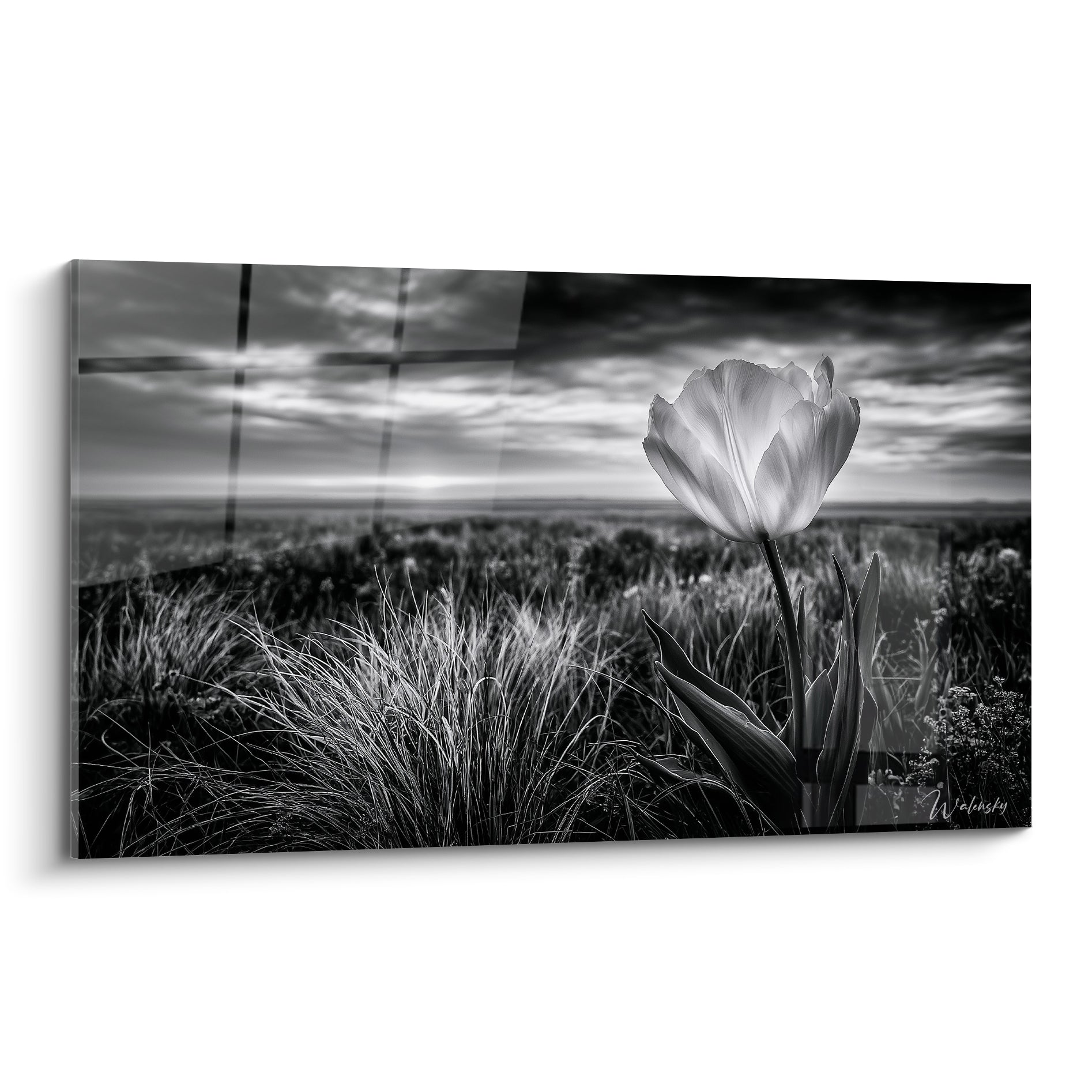 Tulipe blanche lumineuse dressée parmi les herbes grises sous un ciel nuageux